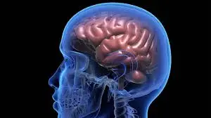 Health officials say no evidence of mystery brain illness in New Brunswick