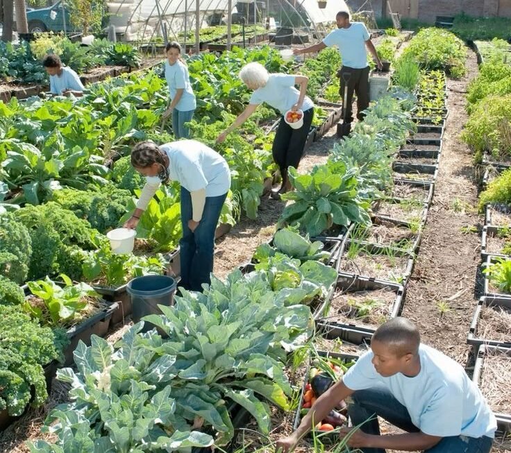 The Benefits of Community Urban Gardening